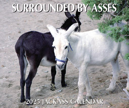 Surrounded By Asses - 

    2025

 contemporary Jackass Calendar